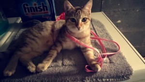 Chat perdu (Les Bizots)