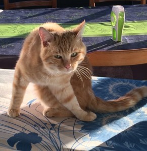 Chat trouvé à Saint-Vallier
