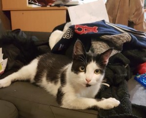 Chat trouvé à Blanzy