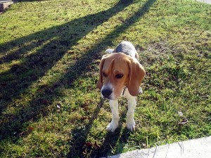 Trouvé (Saint-Vallier)