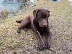 Chien perdu (Montceau-les-Mines, Blanzy)