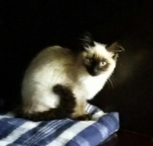 « Je recherche mon maître »