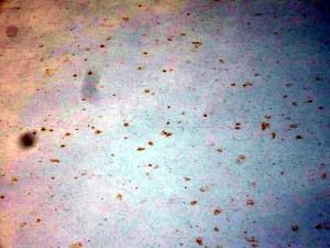 Taches de rouille sur des voitures à Montceau