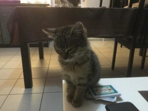Chat trouvé à Saint-Vallier