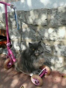 Chat perdu sur la commune de Saint-Vallier