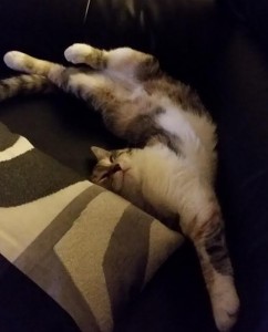 Chat perdu