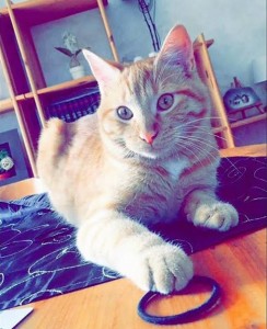 Chat perdu