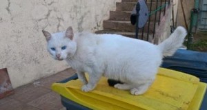 Chat trouvé à Blanzy