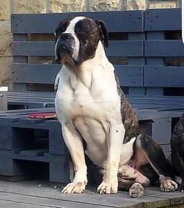 Faits Divers (Montceau-Les-Mines) : Un chien empoisonné dans le quartier la Lande