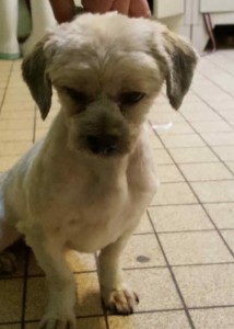 Chien trouvé à Gourdon