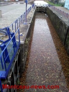 Une moquette de feuilles sur le canal (Coup de gueule)
