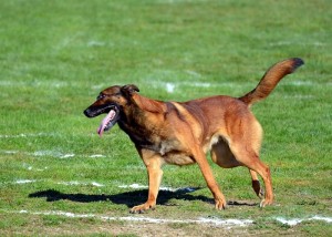 Club canin ESC Montcellien