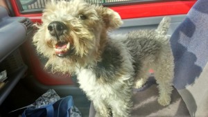 Chien trouvé à Saint-Vallier