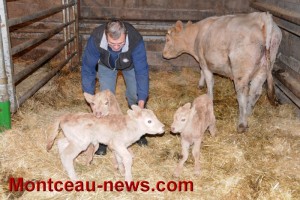 Voir notre vidéo – Insolite et très rare : une génisse donne naissance à trois veaux à Gourdon…