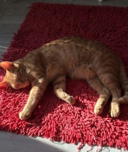 Chat perdu