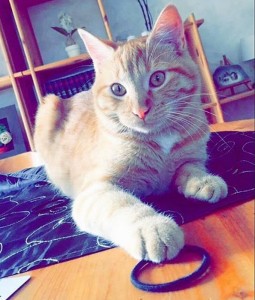 Chat perdu