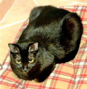 Chat perdu