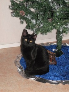 Chat perdu (Blanzy)