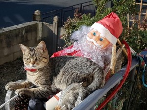 Chat perdu (Saint-Vallier)