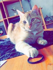Chat perdu (Montceau-les-Mines)
