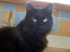 Chat perdu