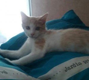 Chat perdu