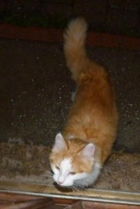Chat trouvé à Gourdon