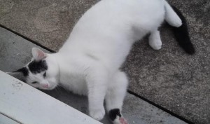Chat trouvé à Montceau-les-Mines