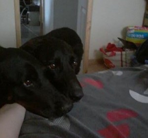 Perdus deux gros chiens
