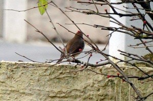 Oiseaux du ciel à Ciry-le-Noble