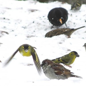 Grand banquet festif chez Bernard l’Oiseau