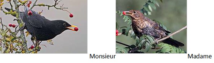 oiseaux-2512163