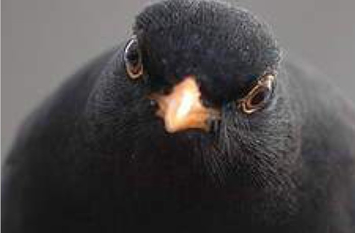 oiseaux-2512167
