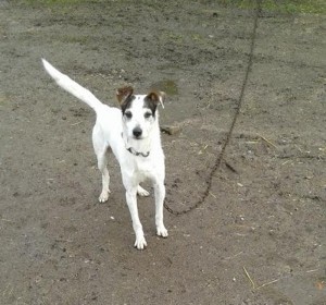 Chien trouvé à Perrecy-les-Forges