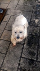 Trouvé à  Saint Bérain sous Sanvignes