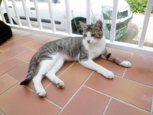 Chat perdu