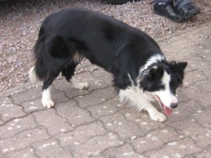 Chien perdu
