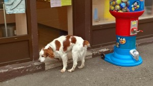 Chien errant, rue Henri  Chausson…