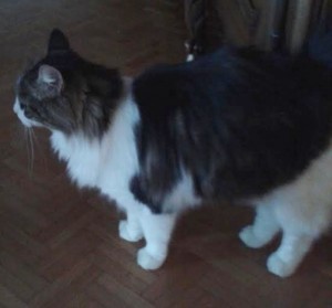 Chat trouvé à Montceau
