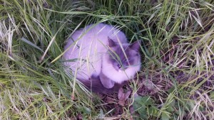Chat perdu