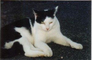 Chat perdu