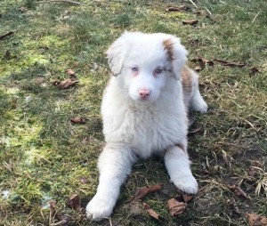 Chien perdu