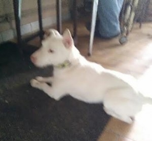 Chien trouvé à Saint-Vallier