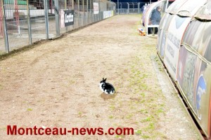 Insolite (Foot)