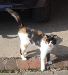 Chat trouvé à Perrecy-les-Forges