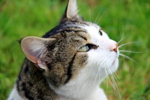 Chat perdu Sanvignes – Ciry