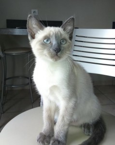 Chat perdu