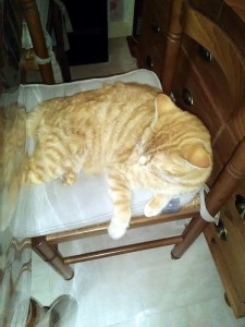 Chat perdu (Blanzy)