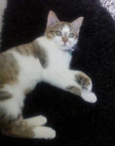 Chat perdu