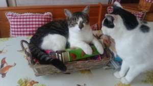 Chat perdu